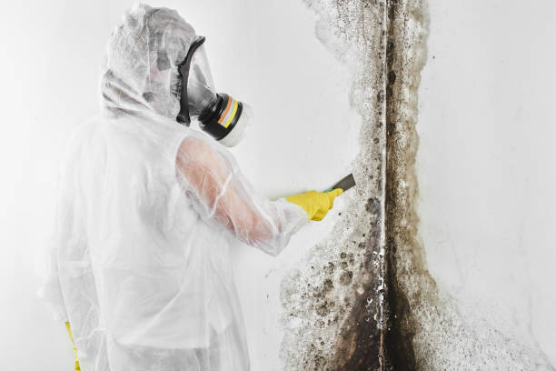 Best Mold Remediation for Specific Building Types in Marion, IN