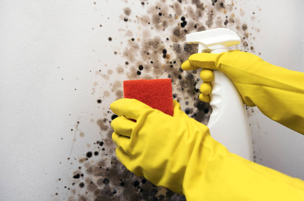 Best Post-Flood Mold Remediation in Marion, IN